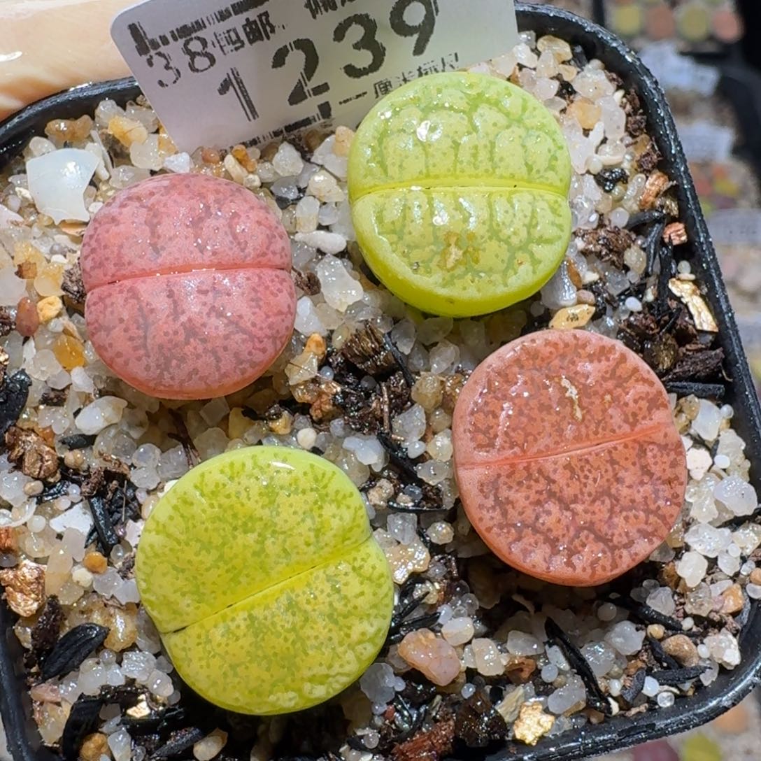 Zzz精品生石花 1239