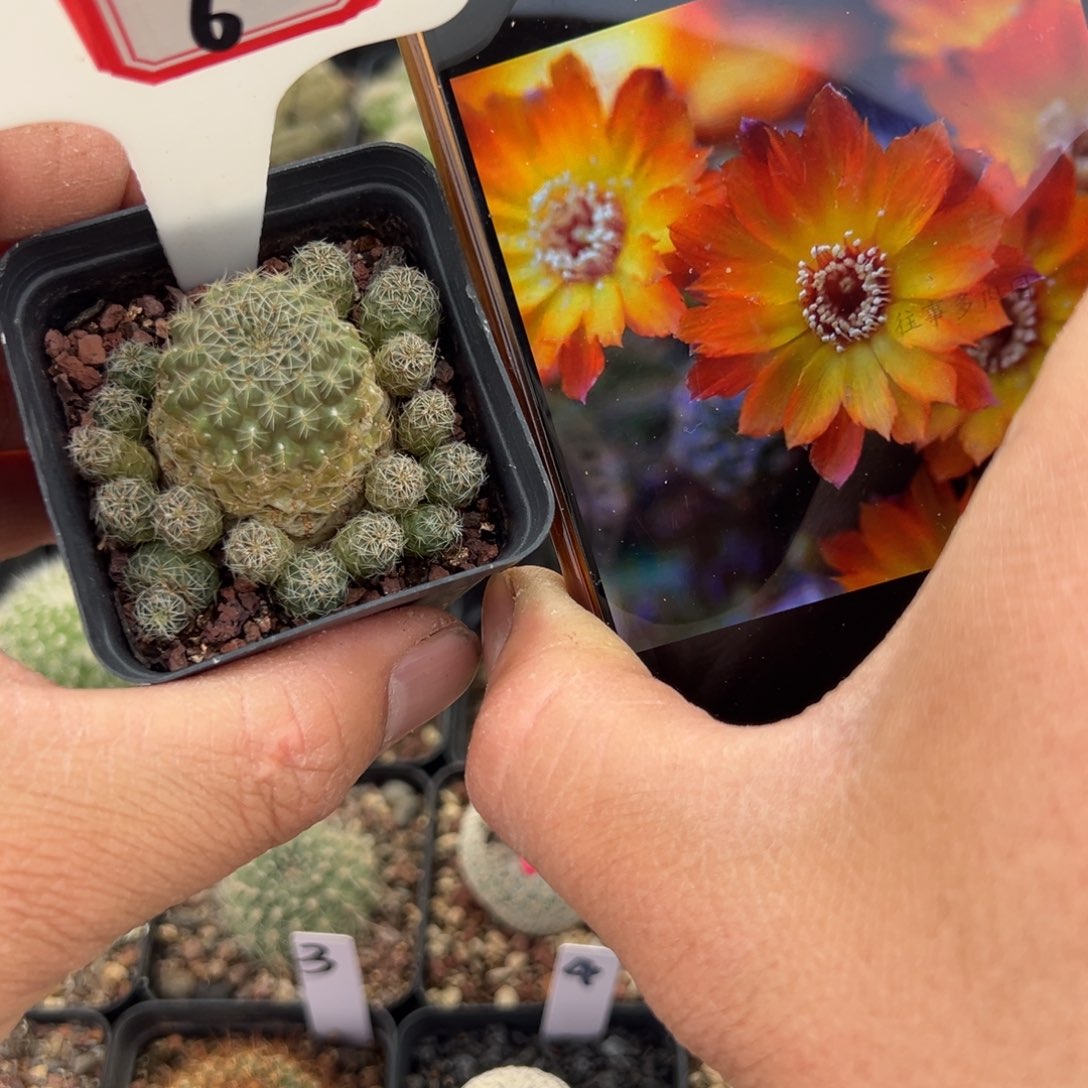 6特价沟宝山仙人球群生