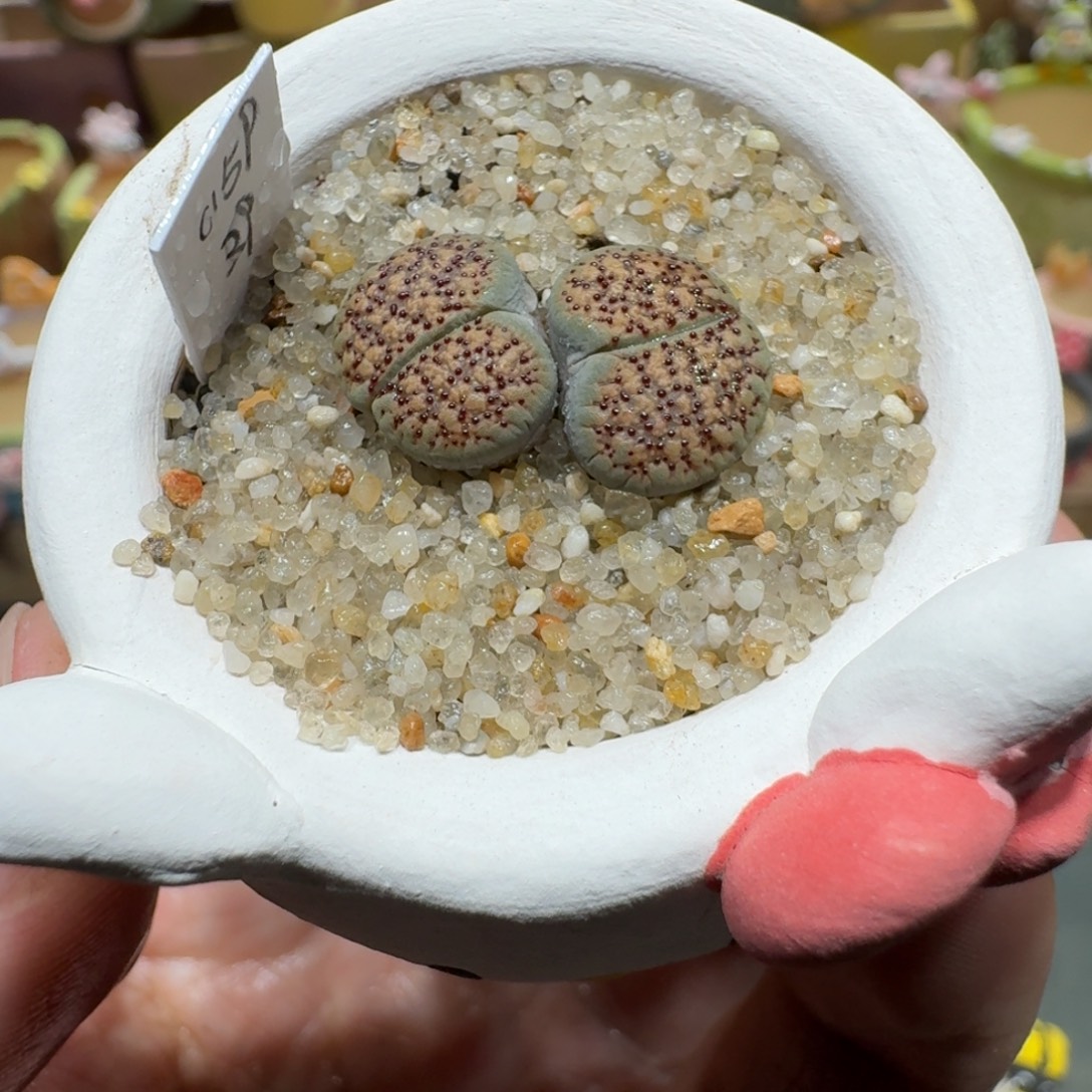 蘑菇1015血点朝贡多肉植物