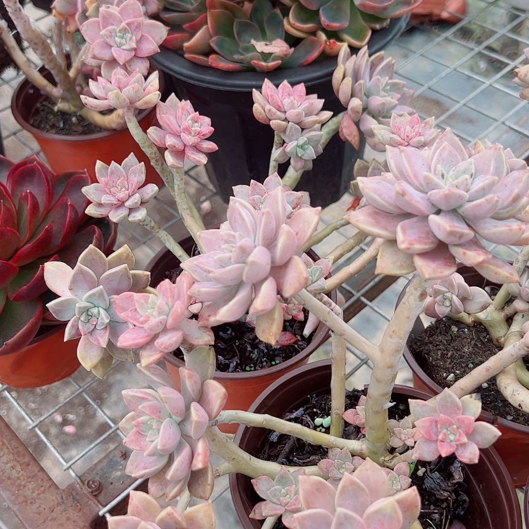 阿伦培多头群生三盆