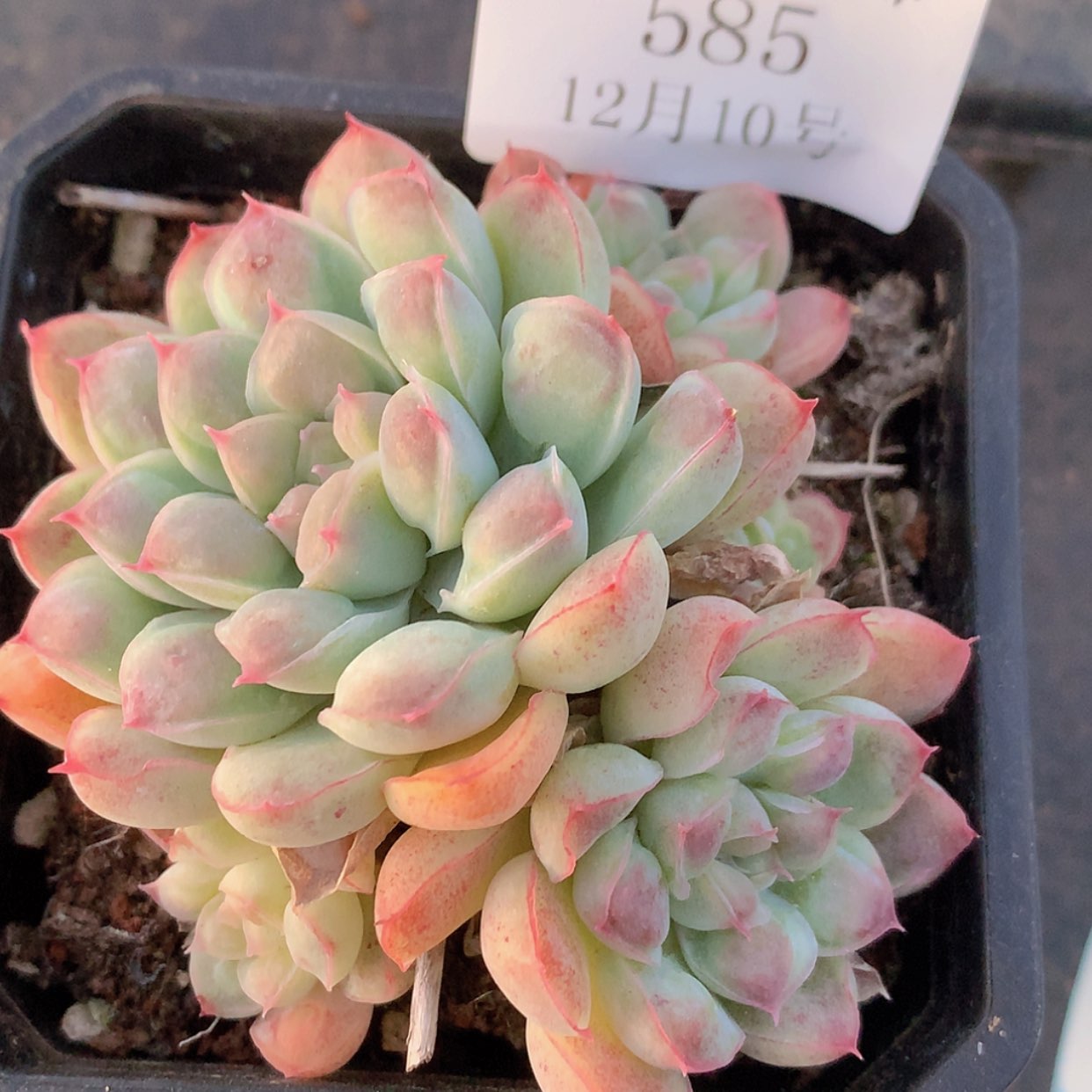 【闪购商品】云585号