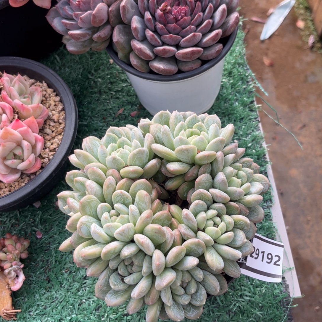 百达翡翠多肉植物29192