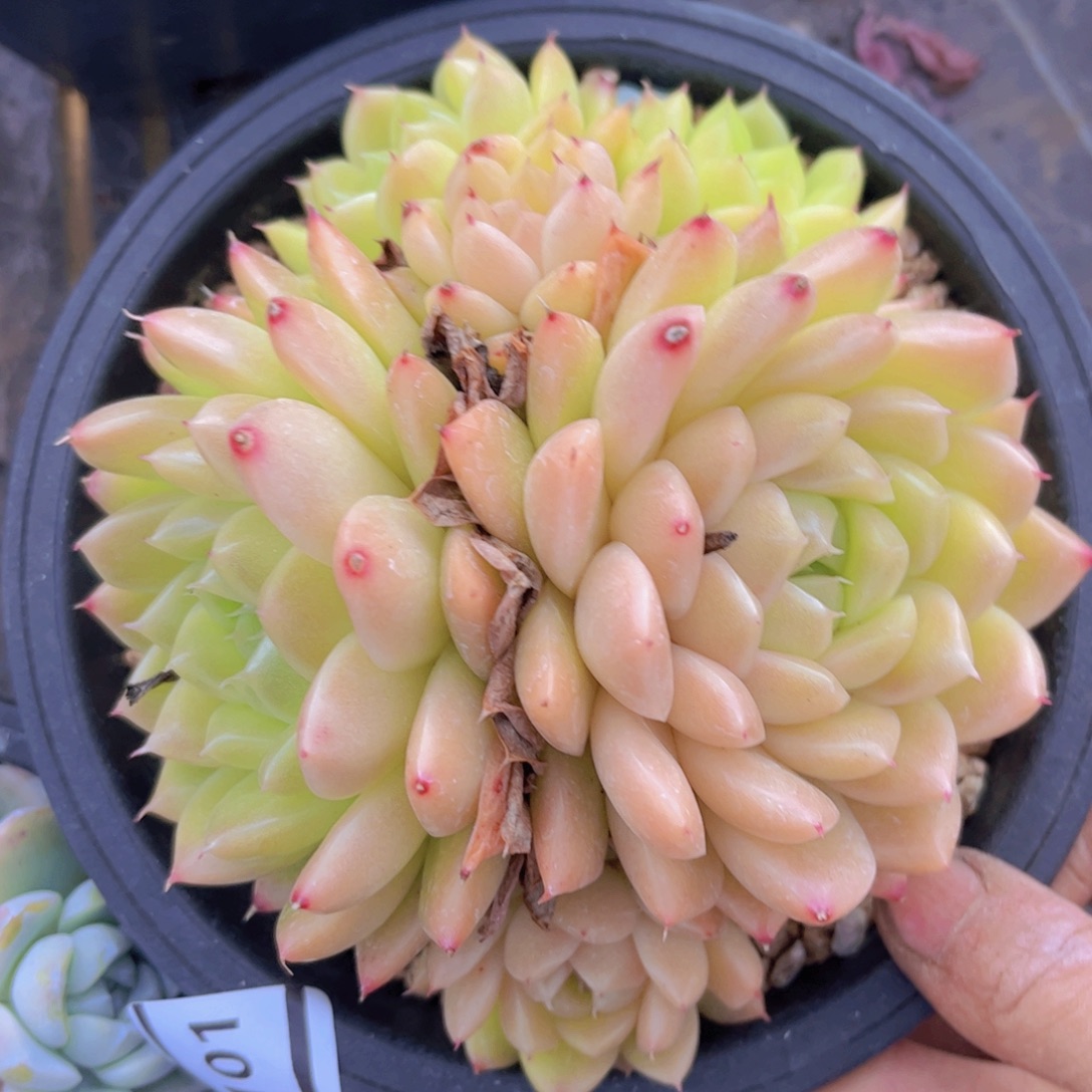 麦秆01101多肉植物