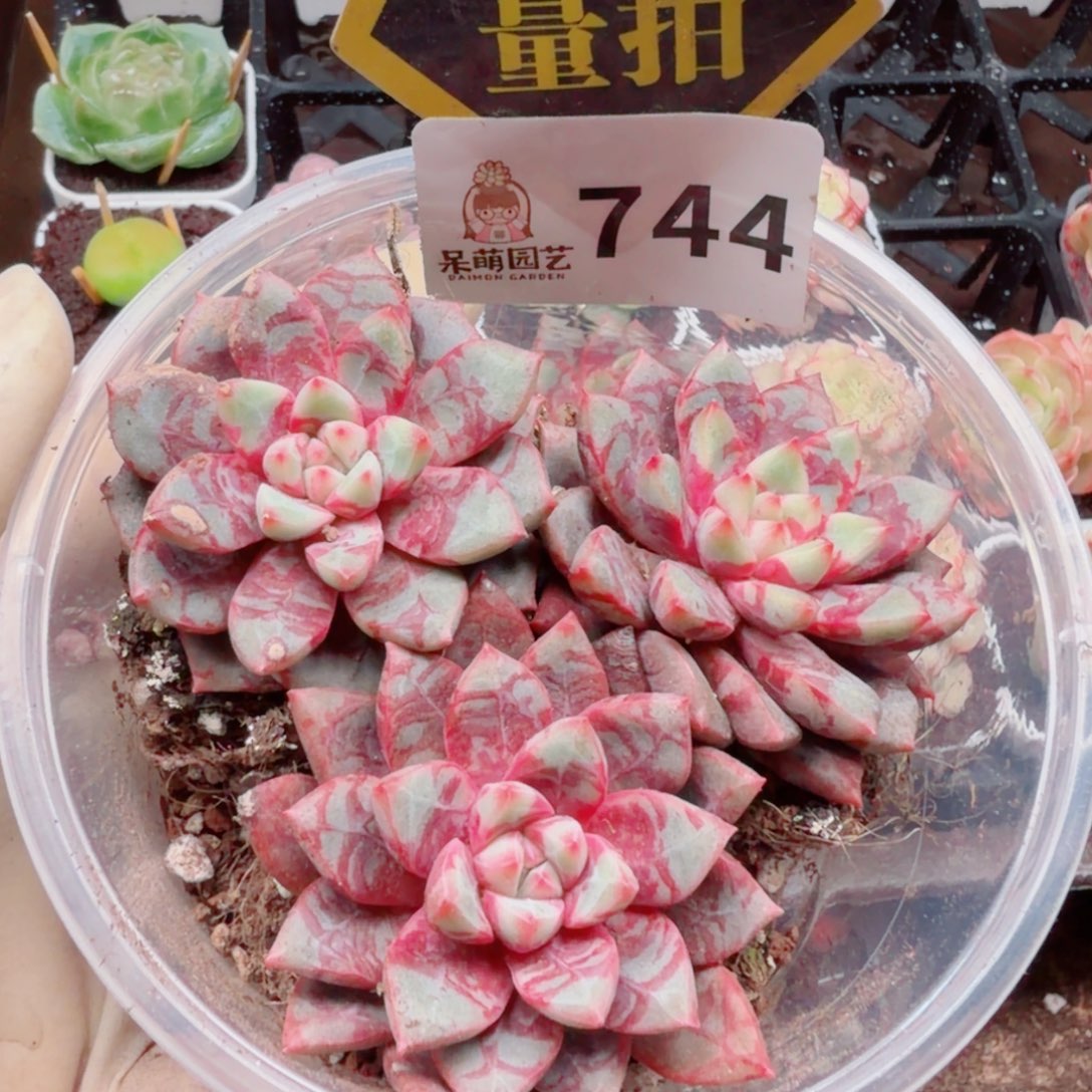 多肉植物多肉植物