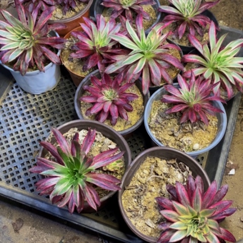 11盆小单头多肉2287