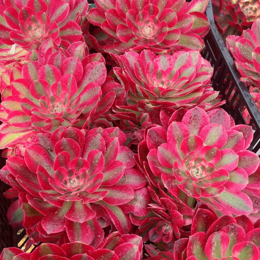 小号七彩石量拍多肉法师