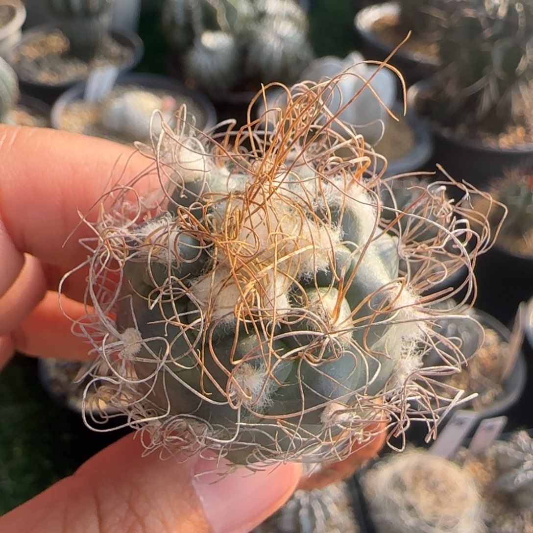 624 实生 娇丽 1111