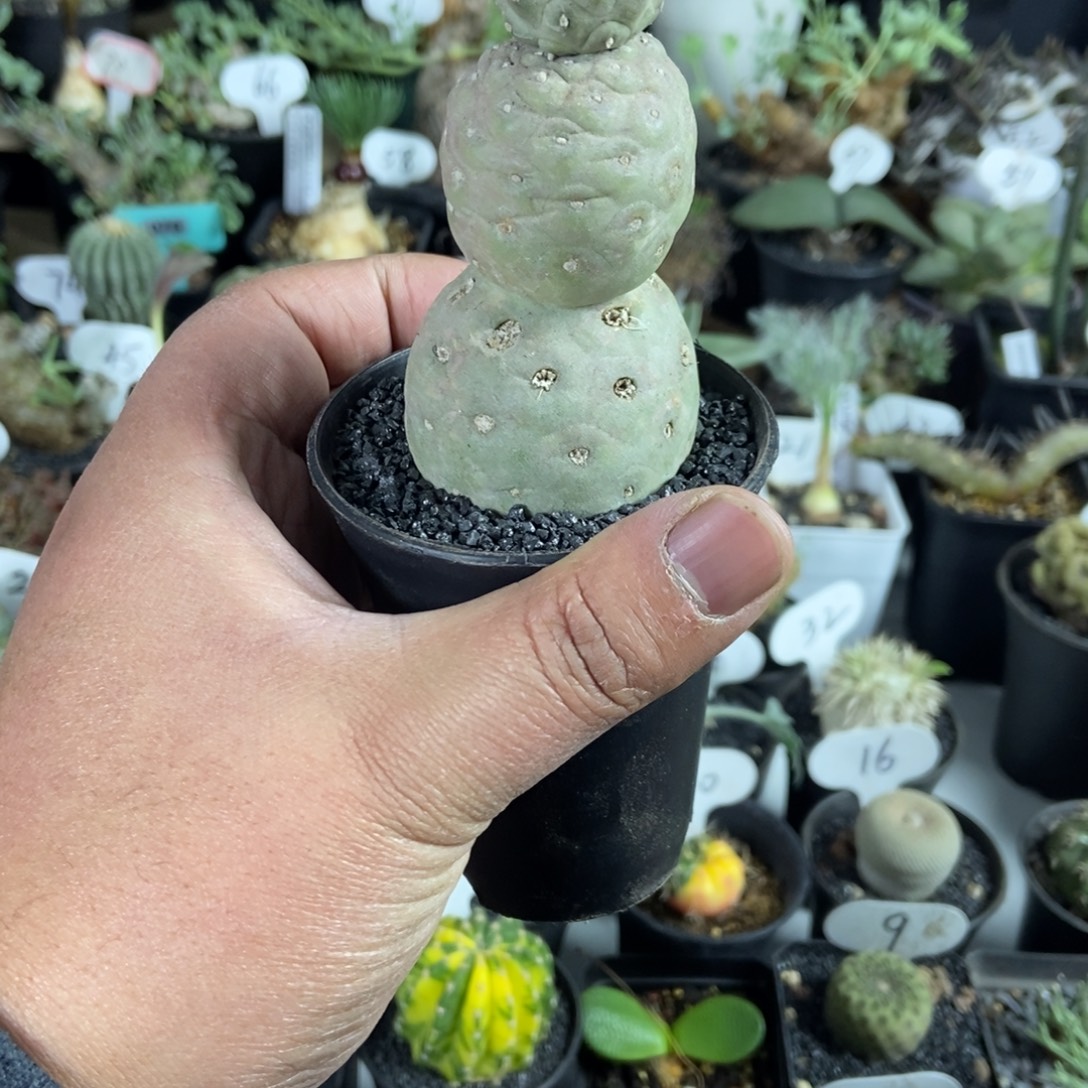 糖葫芦习志野仙人球