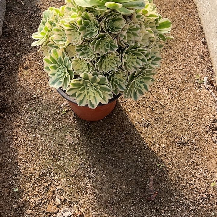 多肉植物迈巴赫锦…………