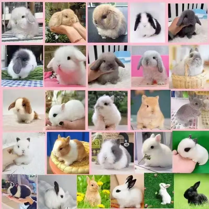 宠物兔宝宝专属链接
