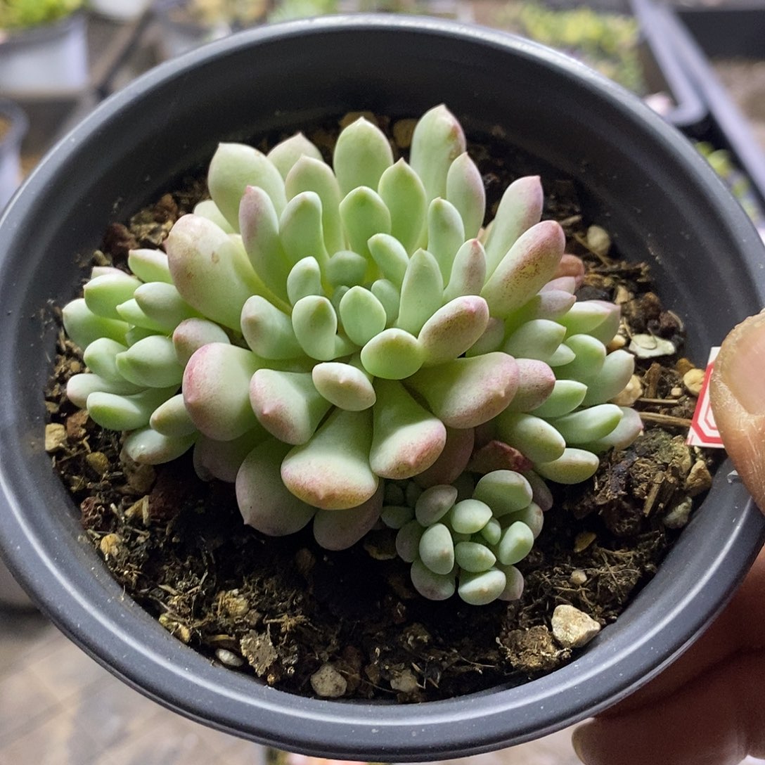 05114小红蛋锦多肉植物