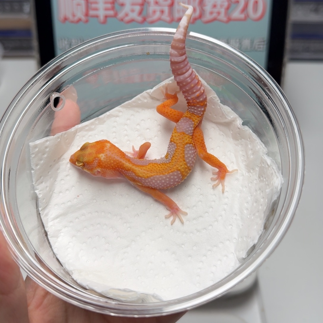 豹纹守宫蜡笔暴龙弟弟