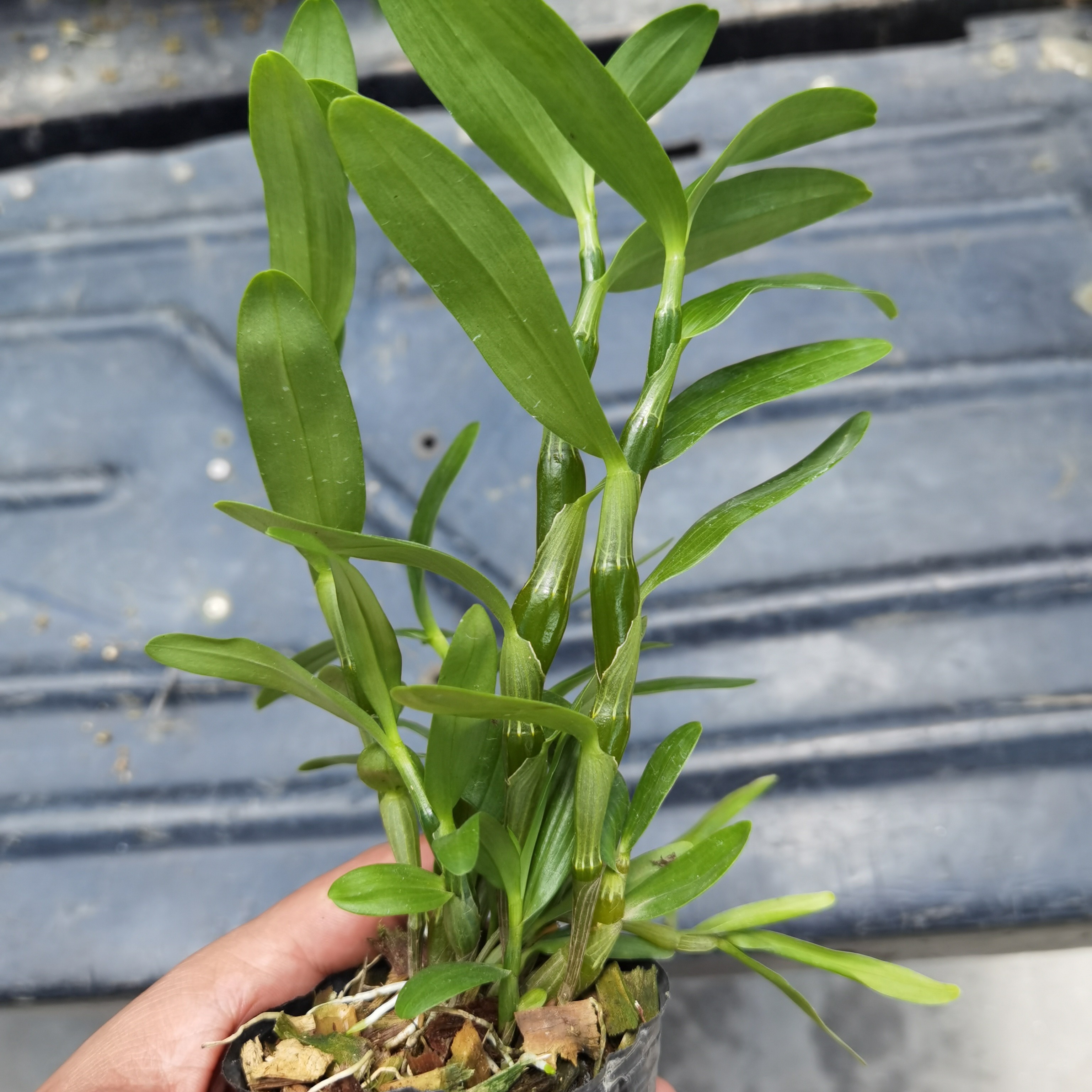 新品石斛盆栽珍稀原生可除甲醛四季兰花盆栽