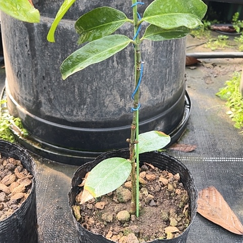 用****02345667888888苗