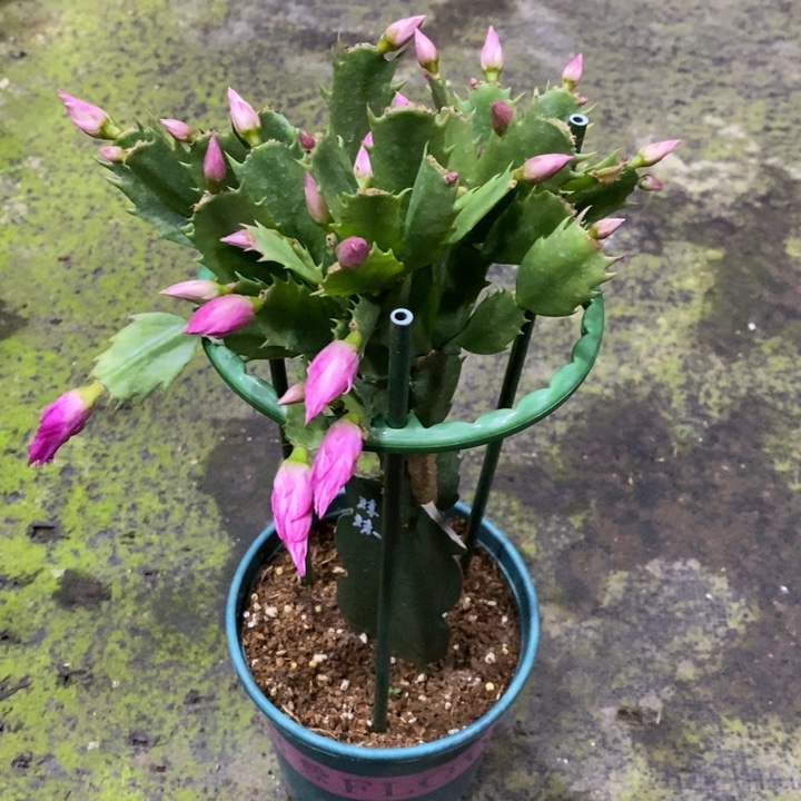 红***宏荷花妹妹重瓣蟹爪兰