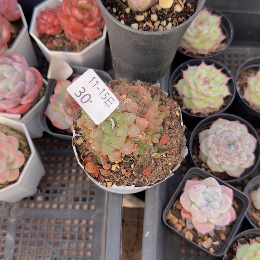 玉露一颗脱土发货