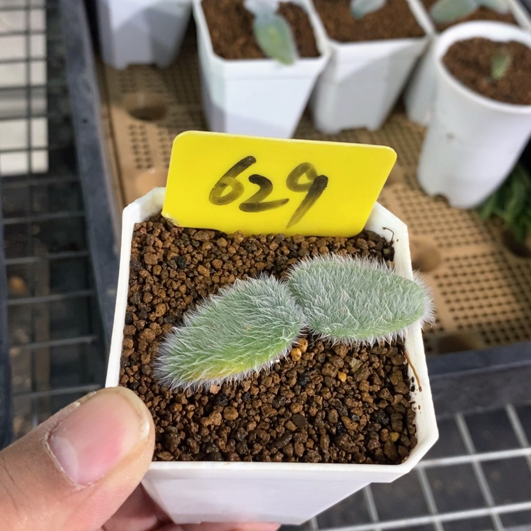 毛叶石蒜多肉植物