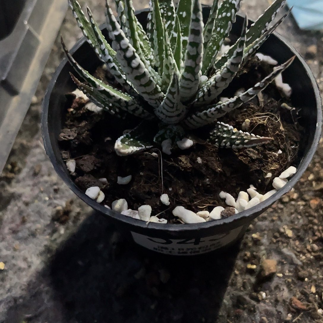 543斑马（满18元包邮）