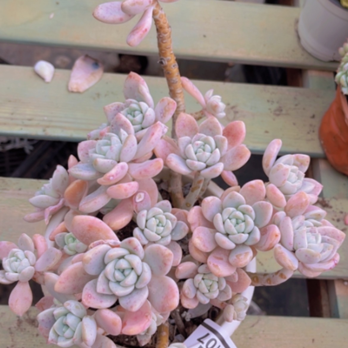 【闪购商品】露凝香16107