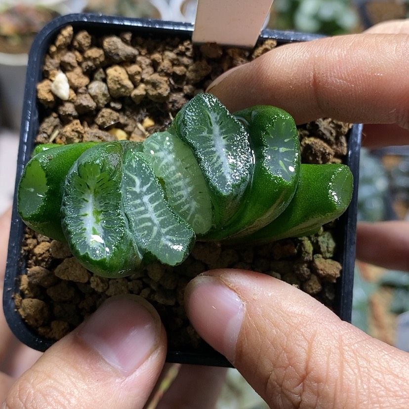 【闪购商品】367实生