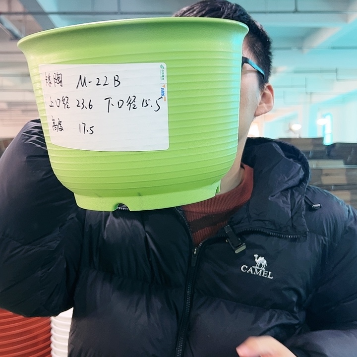 正品矮陶23.6高17果绿无托6只