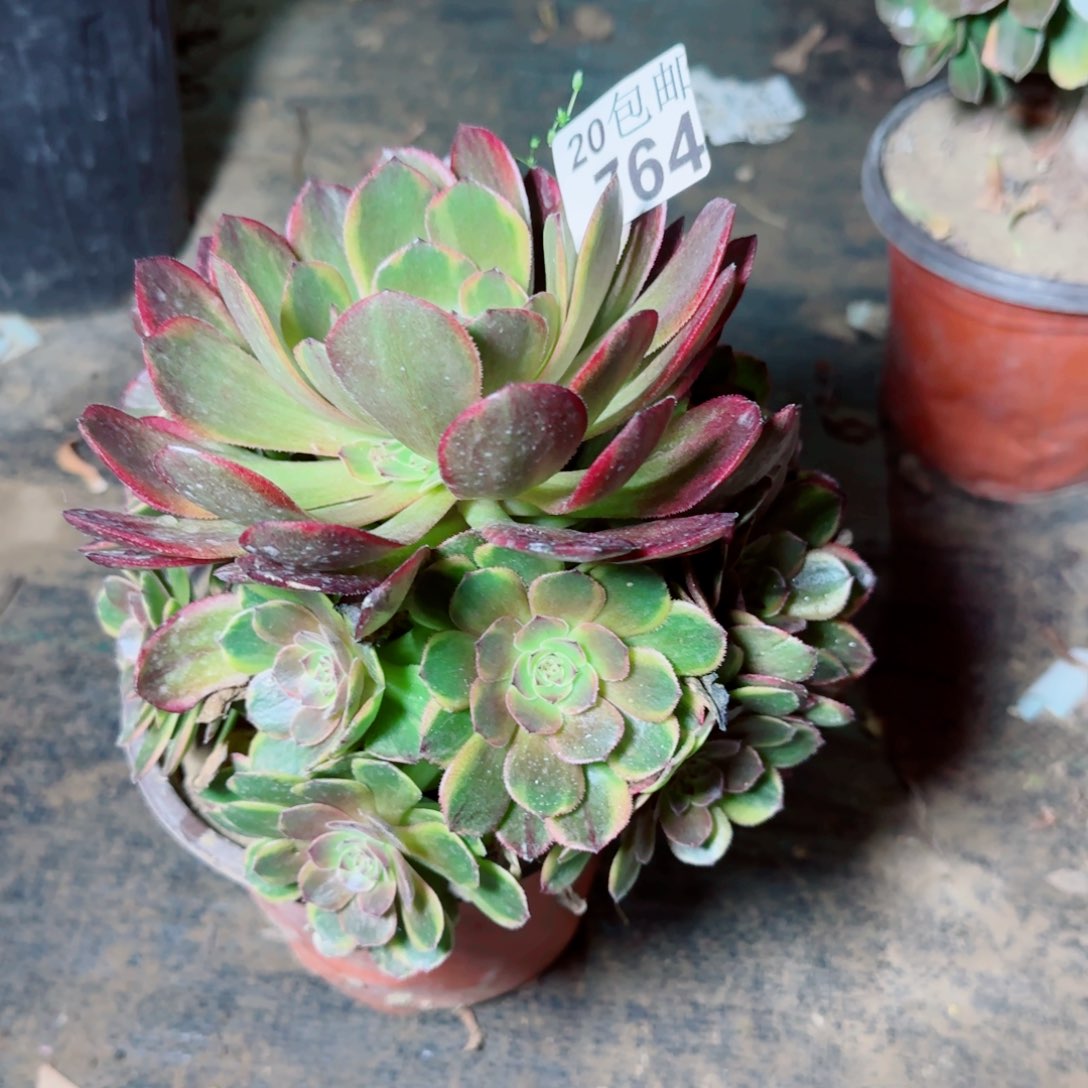 半夏多肉764满20包邮断枝不包