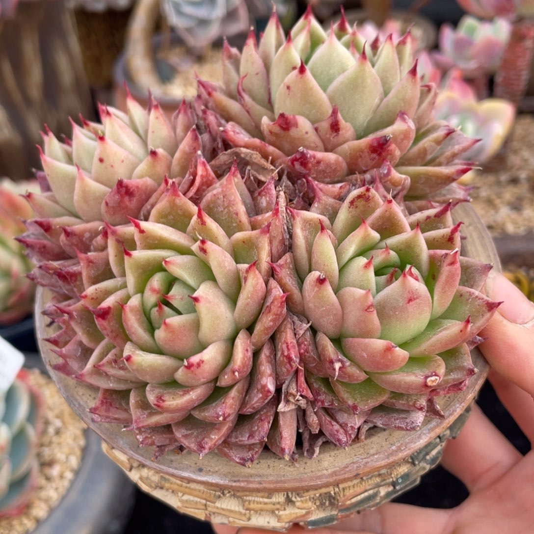 满38包邮东云群生多肉植物