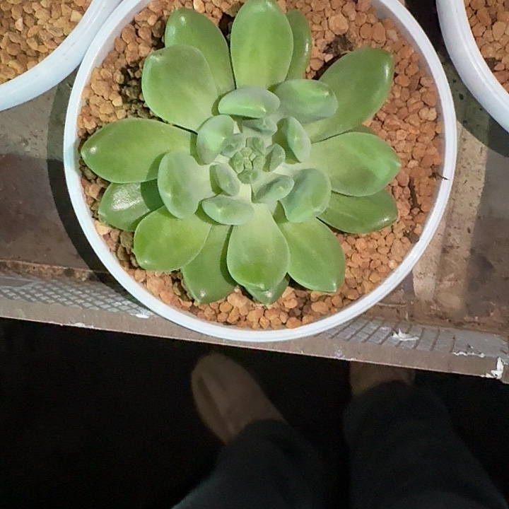 冰河世纪 单头 一物一拍