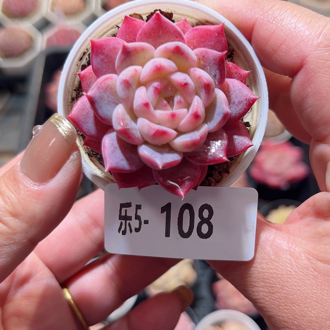 乐5-108 新品单头