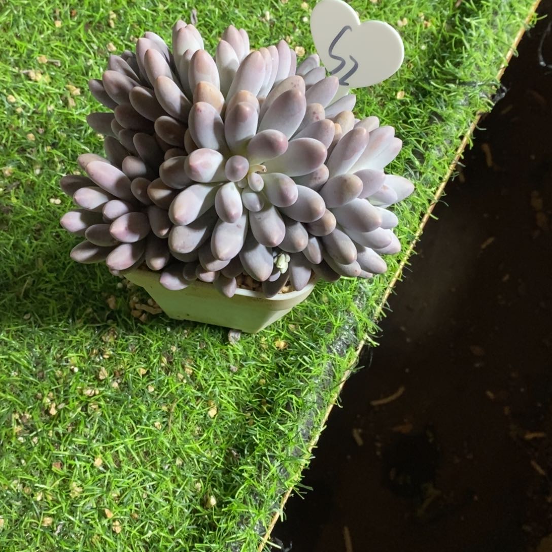 鸡***家汤圆群多肉植物s2