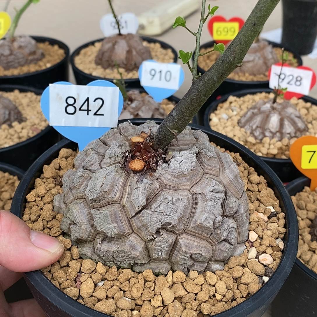 南非龟甲龙龟甲龙