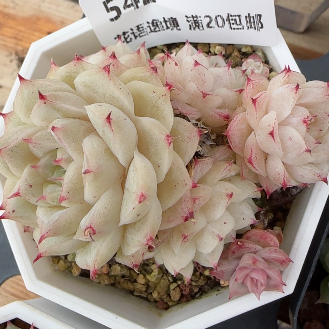 花语逸镜0201-542散