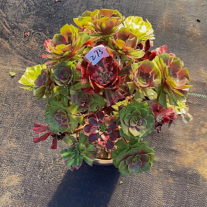 架接法师一个273号