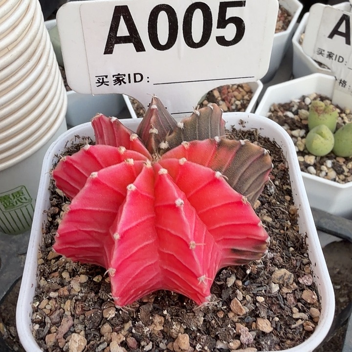 糖****005。满38包邮肉锥