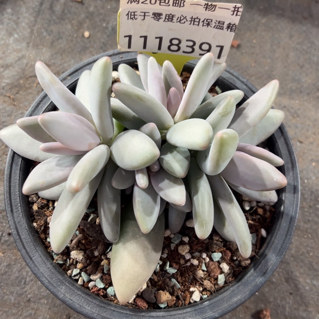 1118391 企鹅美人4头群