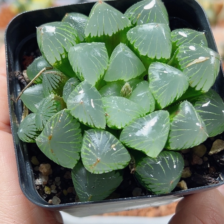 十二卷多肉糯玉露