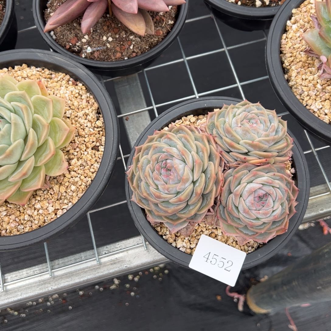 红*?4552不包整肉肉肉肉肉肉肉