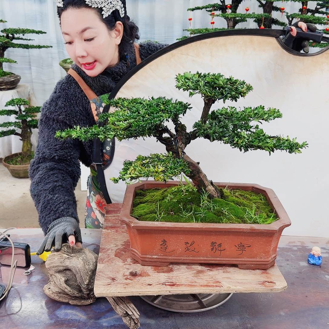 盆景罗汉松一物一拍