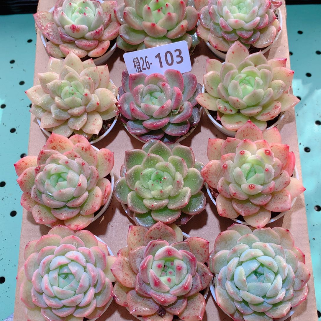 26-103一物一拍多肉带盆18颗