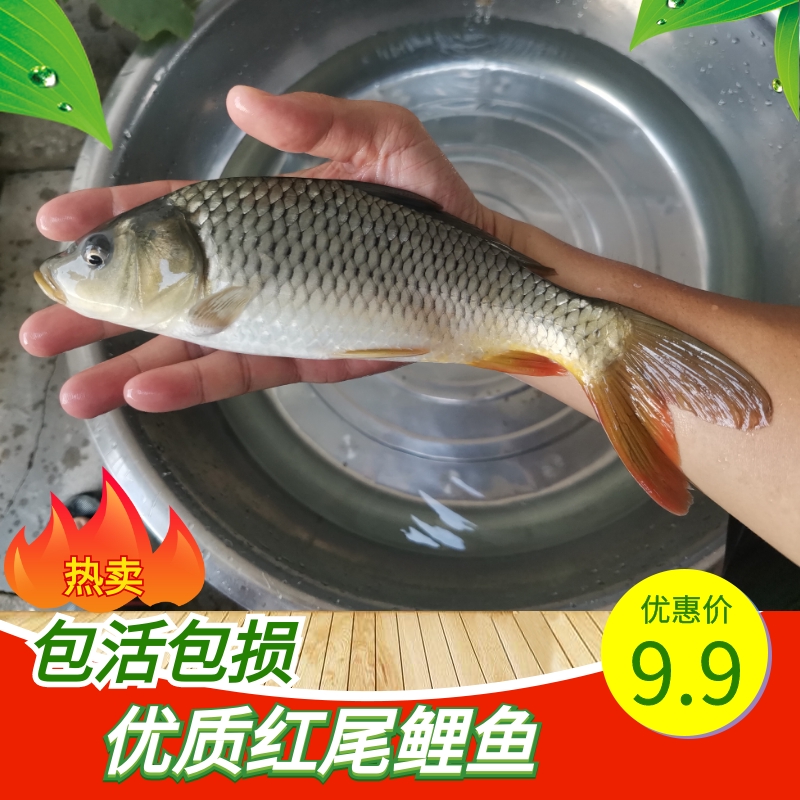 红尾鲤鱼 淡水活体养殖宠物观赏鱼 