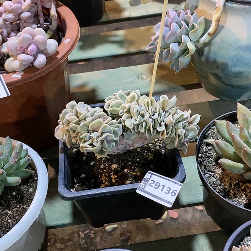 【闪购商品】可爱玫瑰缀29136