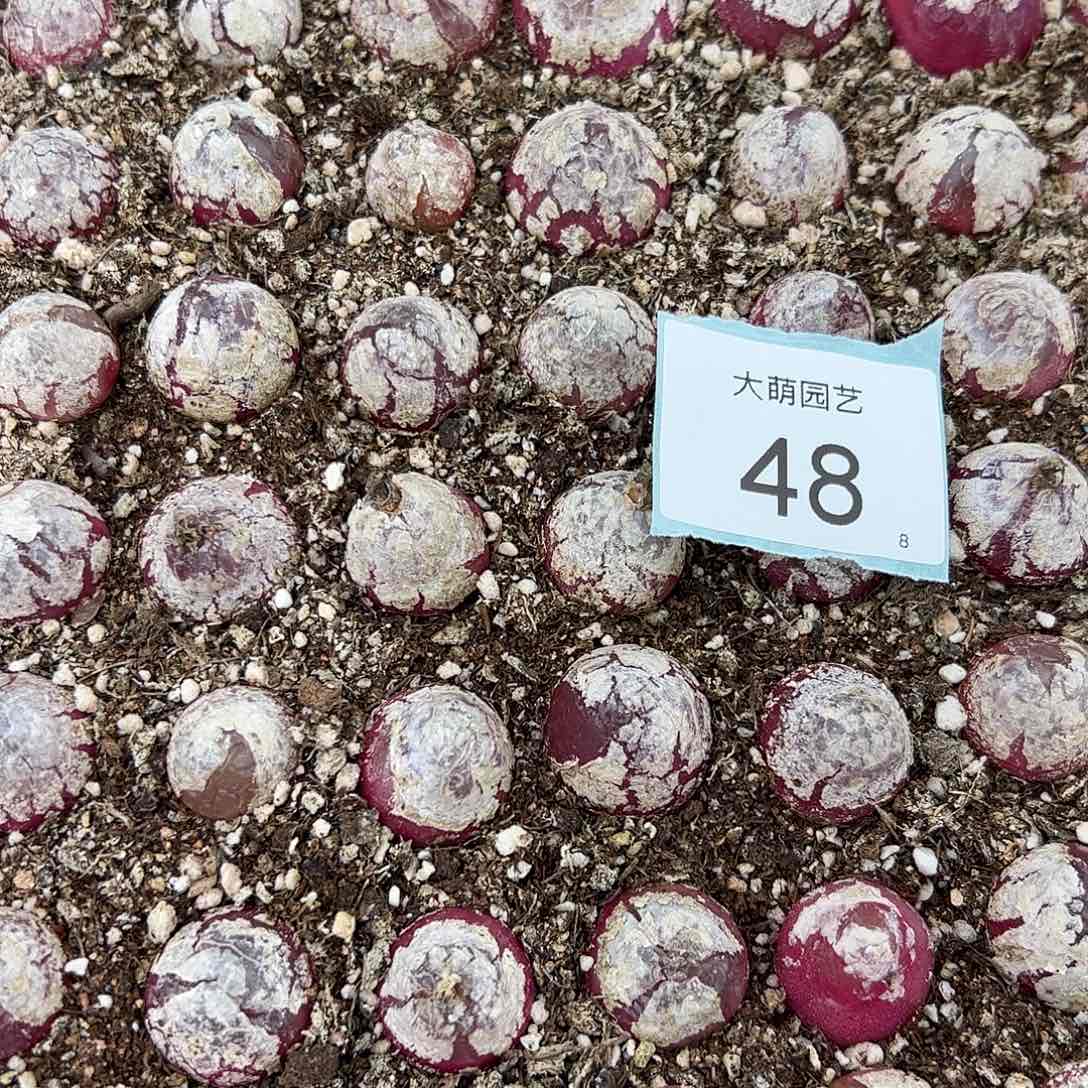 000048量拍大灯泡2颗尺寸2.0上下脱土发