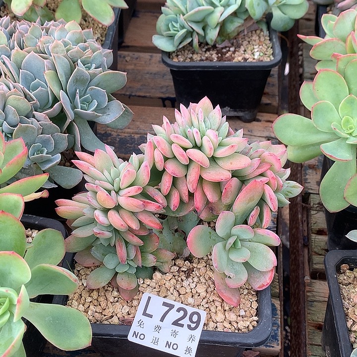 暮光之城缀化 多肉植物9.27号左右发