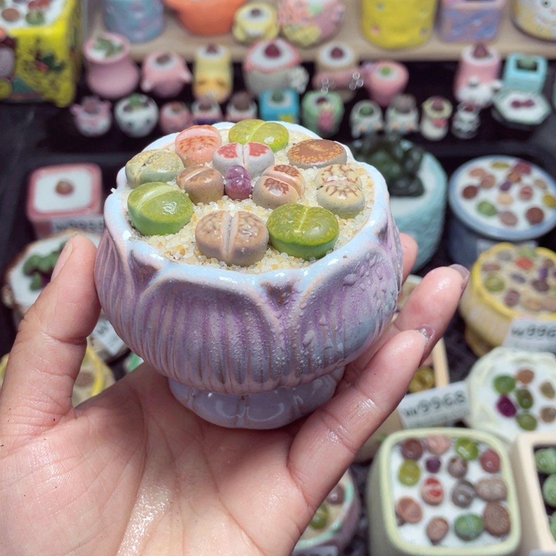 w9976 带盆土发货 -零下地区拍保温箱