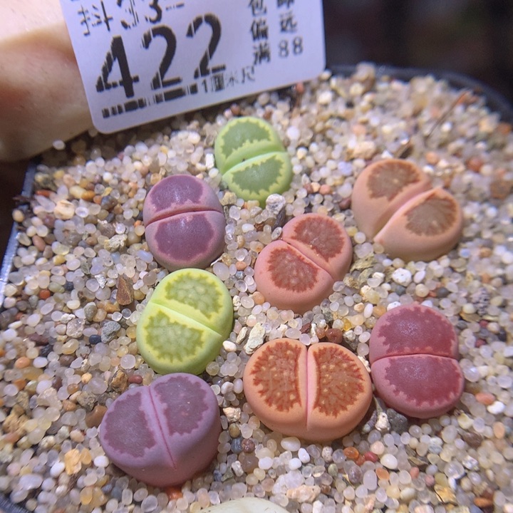 精品生石花33.422