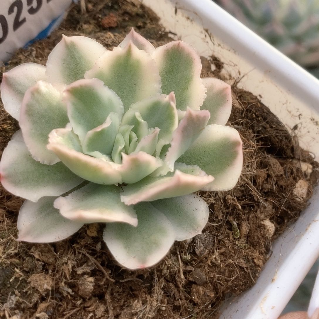 257紫蝴蝶锦锦锦锦锦