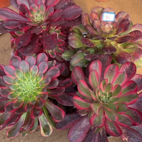 016多肉植物组合