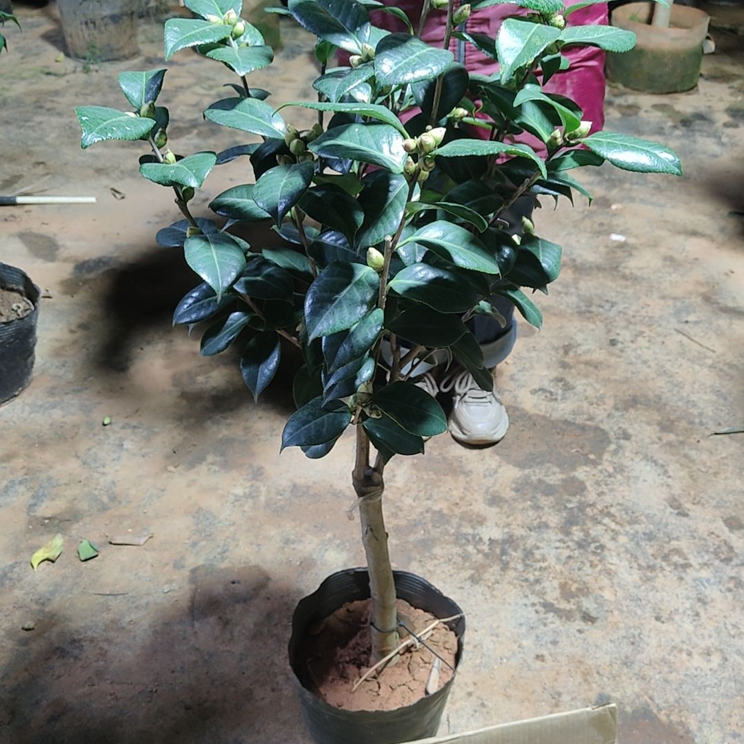 全部花苞我**翔白瑞琪不包邮