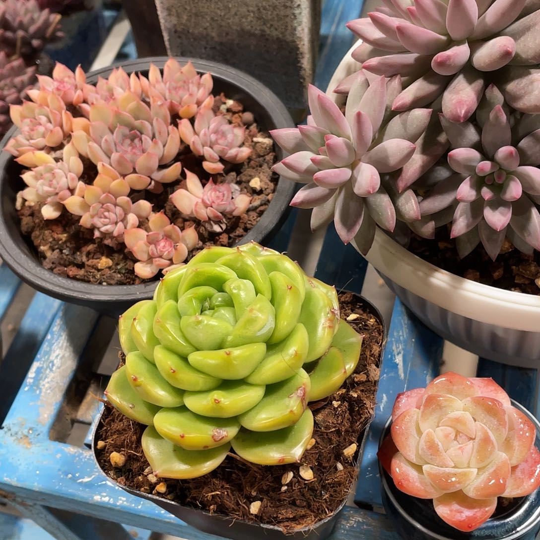 往***生往后余生的肉肉呀呀