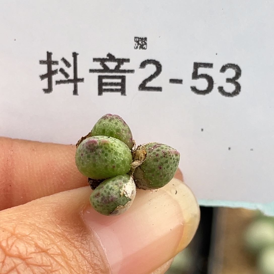 2-53草莓斑马肉锥